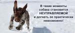 Не выгуливайте собак без поводка в новогодние праздники!