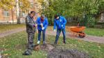 На Кондратьевском пр., д. 49 посадили саженцы рябины