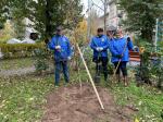 Во дворе на Лабораторной улице, д. 8/53 сотрудники муниципалитета высадили деревья